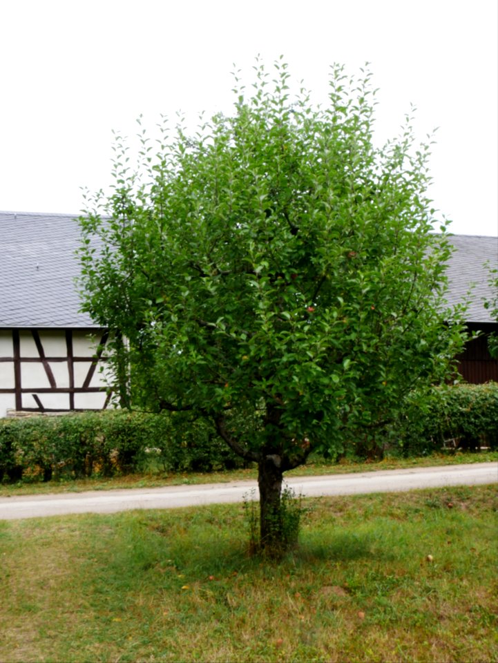 Rote Sternrenette Freilichtmuseum Roscheider Hof Ganzer Baum H2