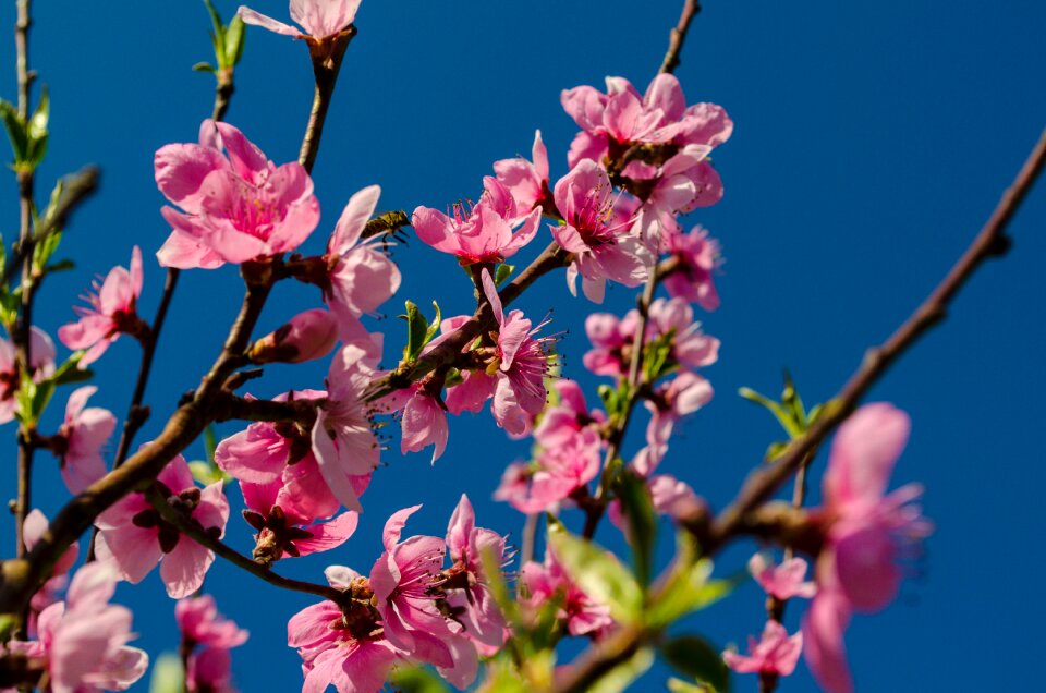 Branch pink blossoming