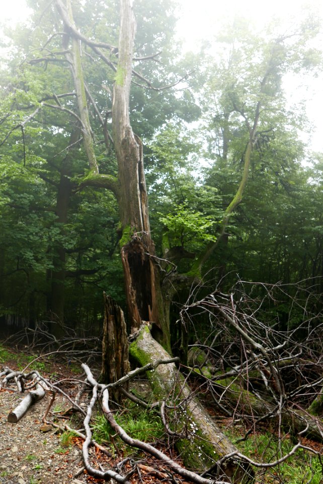 Rotten wood 2018 01