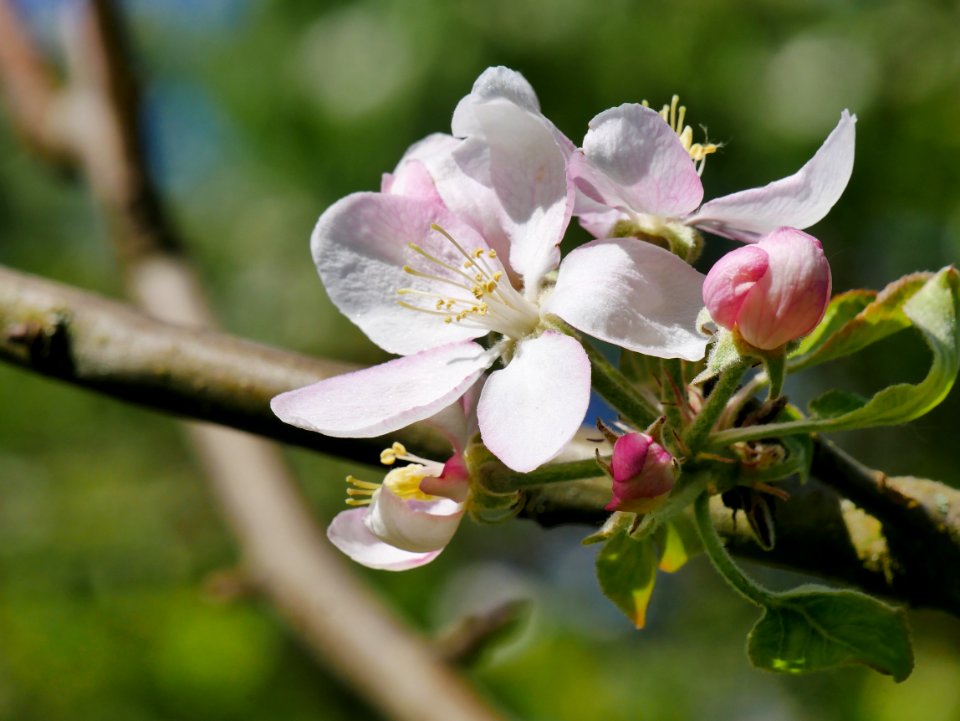 Rote Sternrenette Freilichtmuseum Roscheider Hof Blüte und Knospe H7