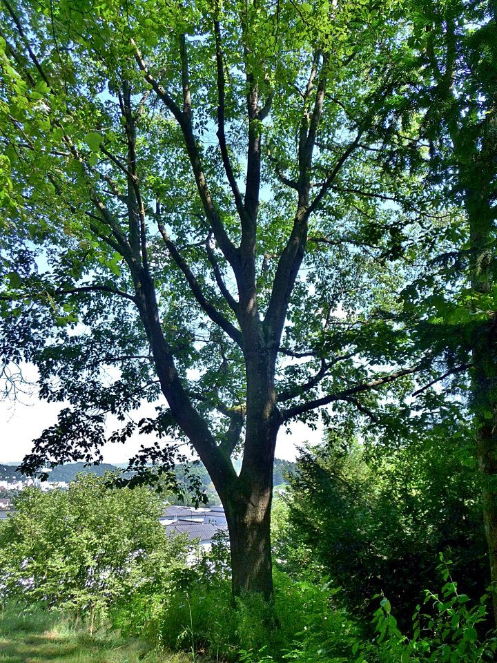 Rot-Eiche Kainzenhof