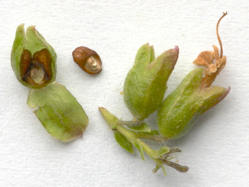 Rosmarinus officinalis IP1106011