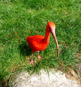 Roter Ibis (Eudocimus ruber) - 2