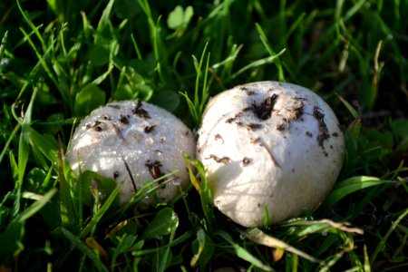 Round Mushroom
