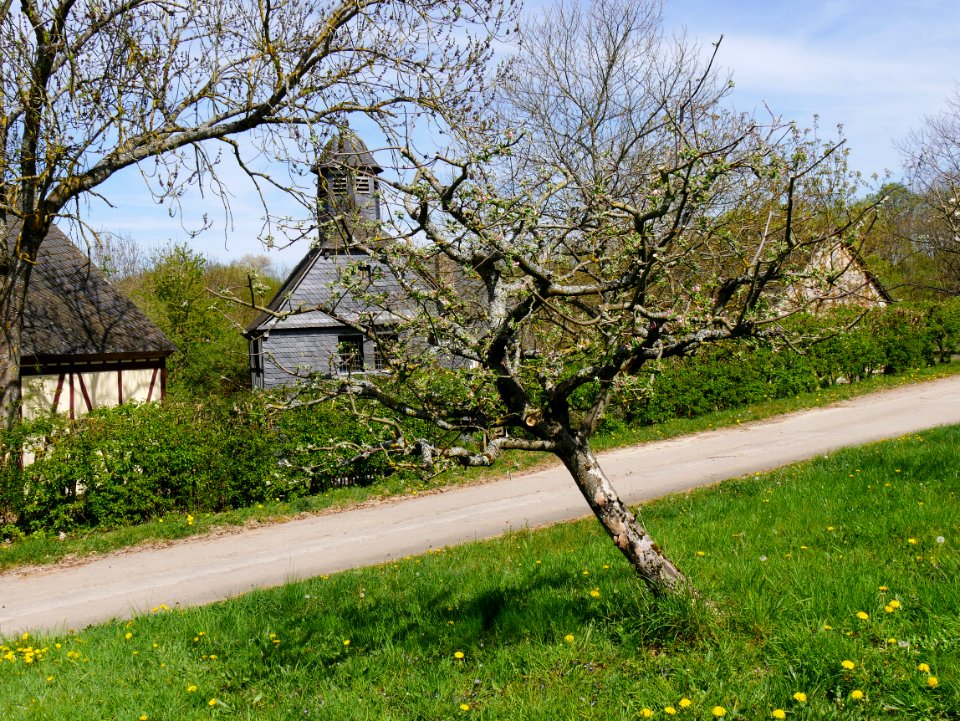 Roter Eiserapfel Freilichtmuseum Roscheider Hof Ganzer Baum H1