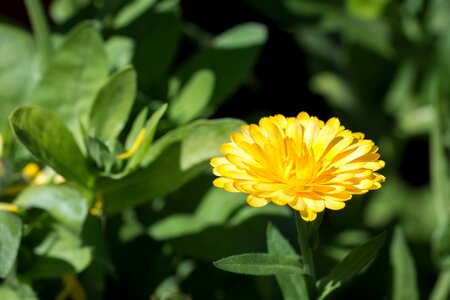 Blossom bloom yellow flowers photo