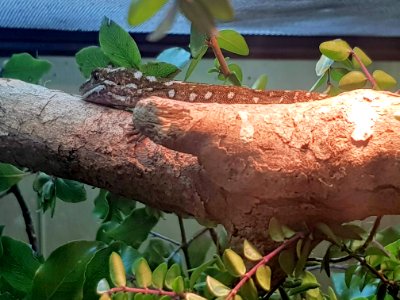 Rough gecko at Pūkaha National Wildlife Centre in Mt Bruce Wairarapa