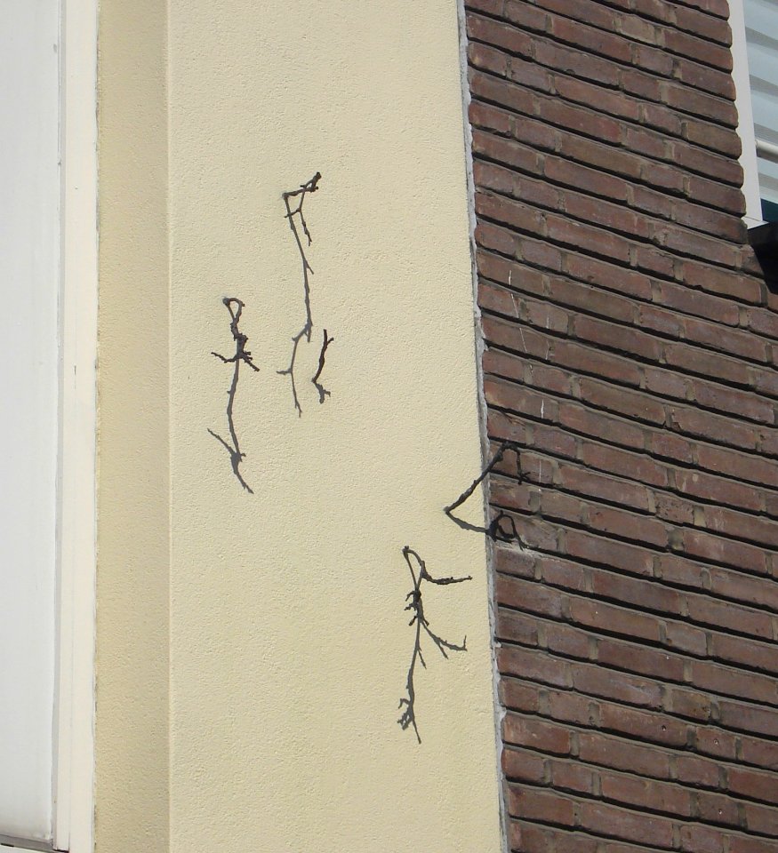 Rotterdam kunstwerk van vlinderbuurt tot takkenwijk