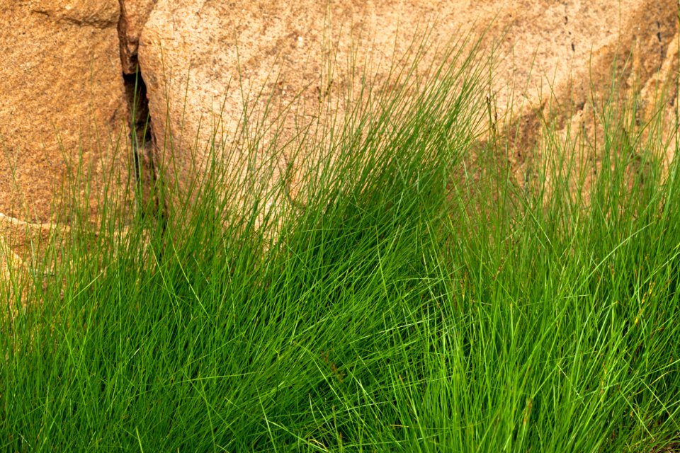 Roundfruit rush by a red granite cliff