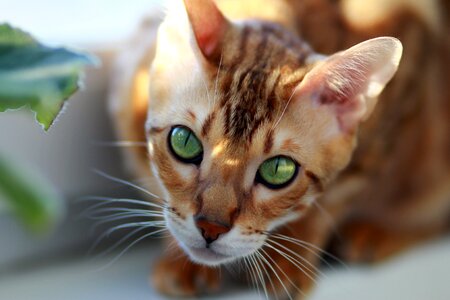Pet on the windowsill breed
