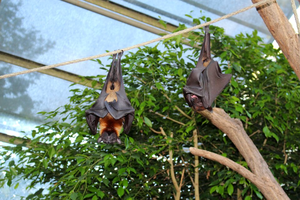 Wilhelma flying foxes sleeping
