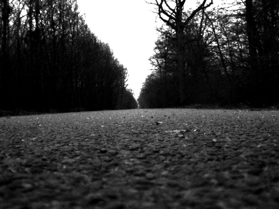 Route De Forêt Noir Et Blanc (64702335)
