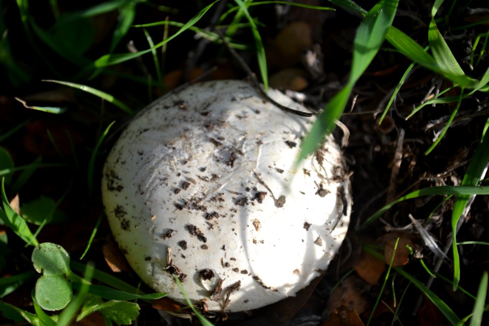 Round Mushroom (4)