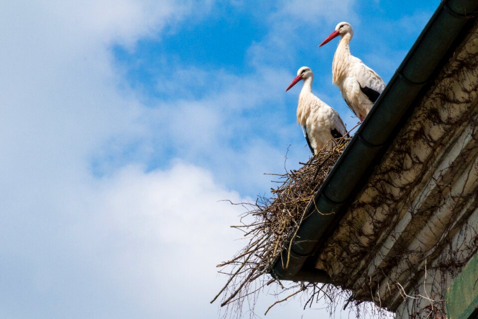 Bird storchennest nature
