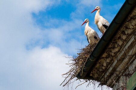 Bird storchennest nature photo