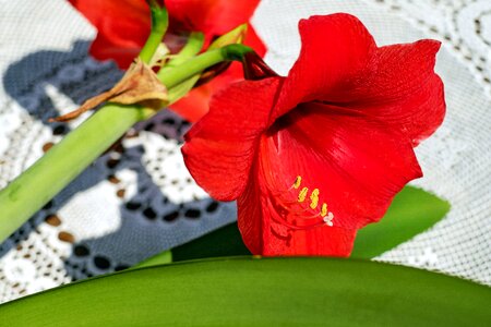 Bloom bloom red