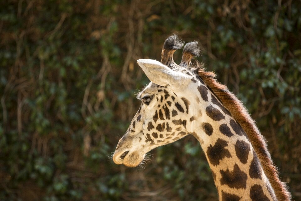 Nature wild cute