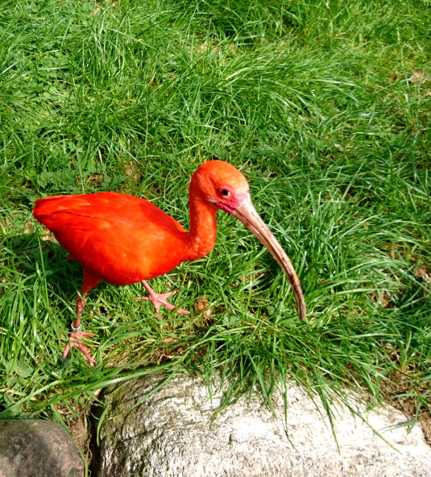 Roter Ibis (Eudocimus ruber) - 4