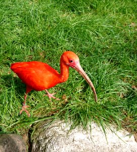 Roter Ibis (Eudocimus ruber) - 4