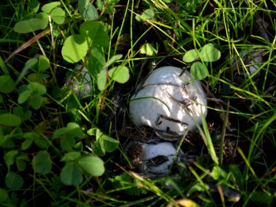 Round Mushroom (6)