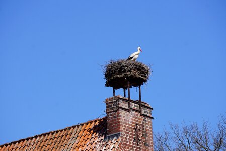 Stork nest bird