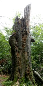 Rotten wood 2018 02