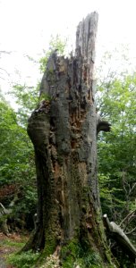 Rotten wood 2018 02 photo