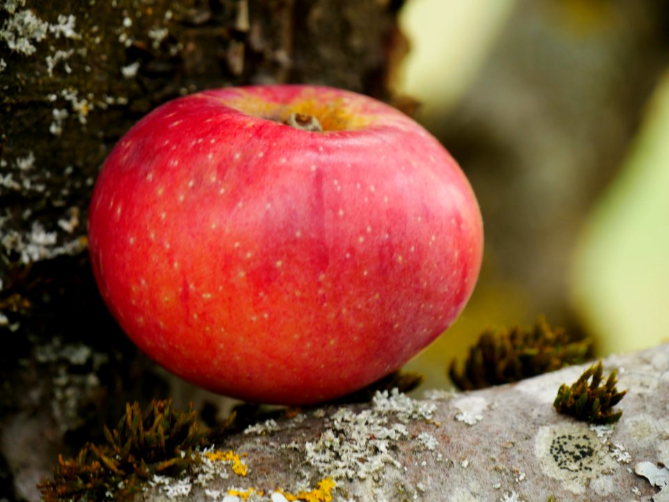 Rote Sternrenette Freilichtmuseum Roscheider Hof Frucht H4