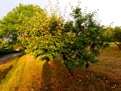 Roter Eiserapfel Freilichtmuseum Roscheider Hof Ganzer Baum H2