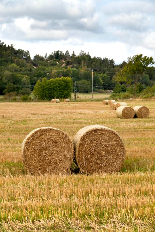 Round hay bales in Brodalen 3