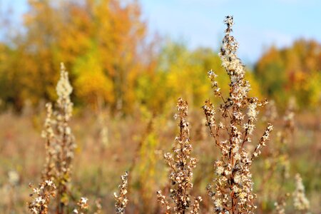 Dry grass end of the summer dry plants photo