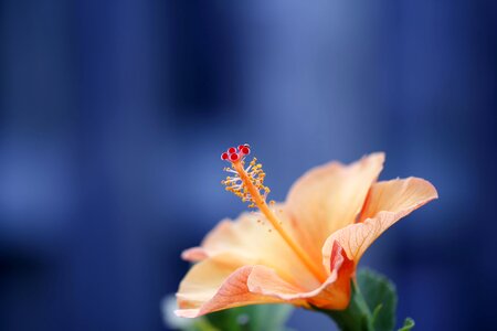 Hibiscus closeup isolated photo
