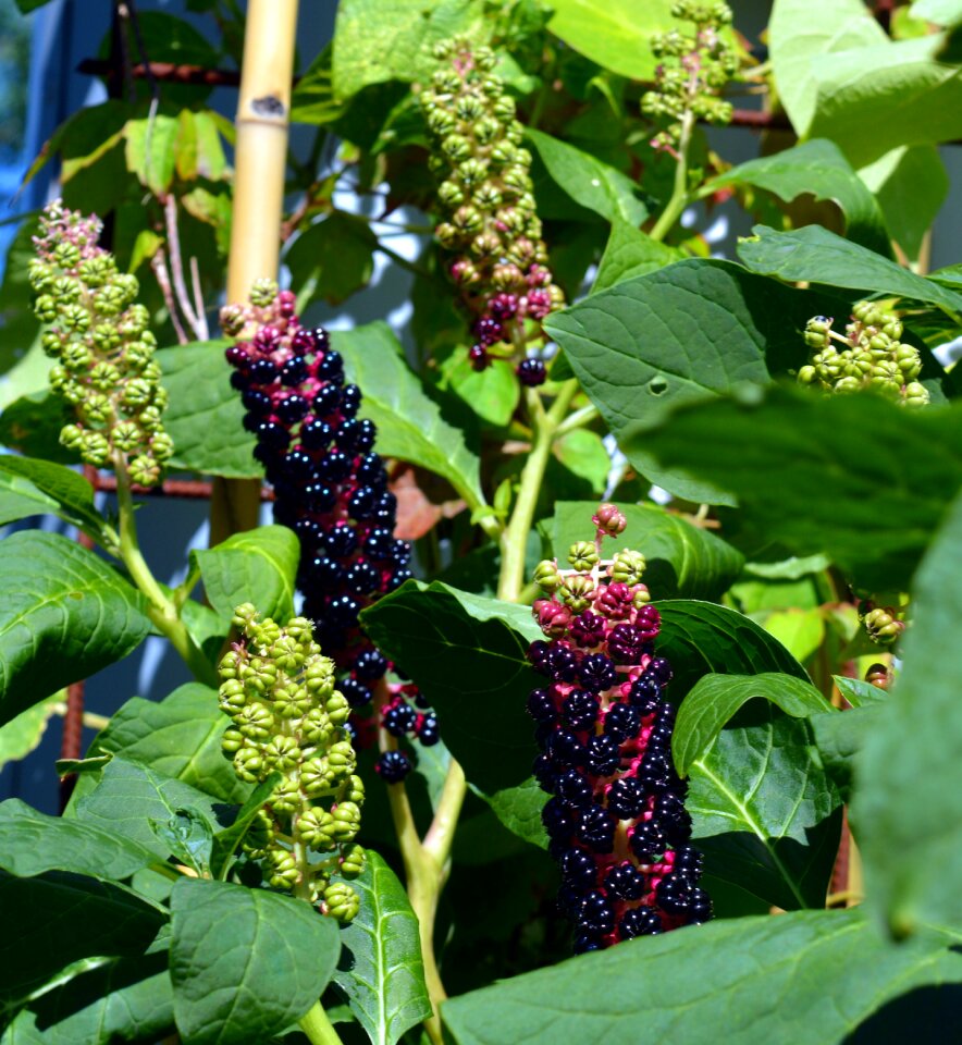 Toxic fruits berries