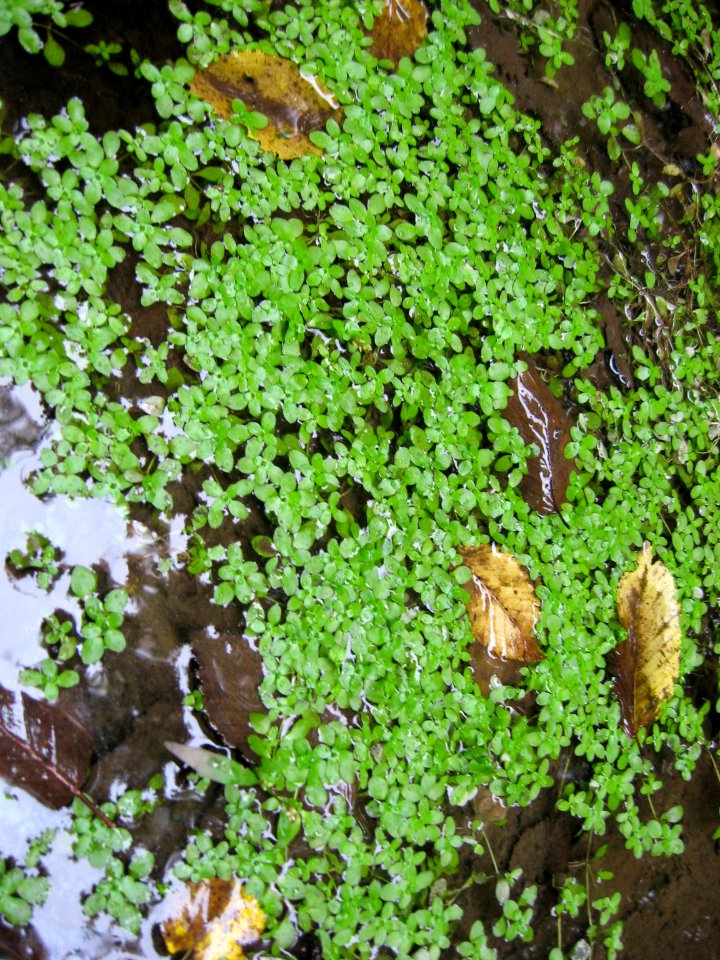 Rostlina 1292