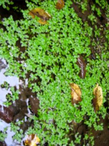 Rostlina 1292