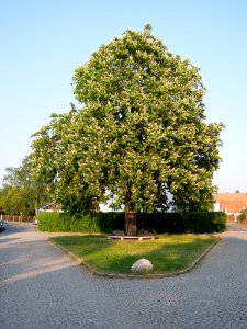 Rosskastanie an der Kleinen Pleiße zwischen Mühlstraße und Krobitzschstraße im Mai 2018
