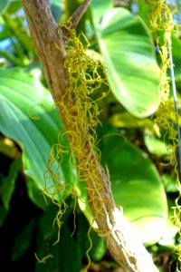 Rossioglossum ampliatum - Marie Selby Botanical Gardens - Sarasota, Florida - DSC00881