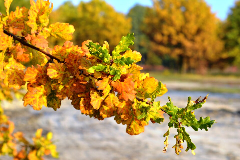 Yellow foliage autumn gold