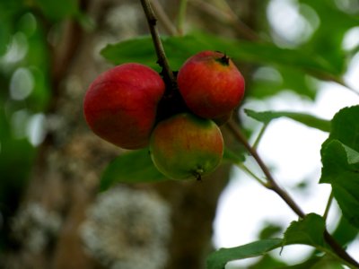 Rote Sternrenette Freilichtmuseum Roscheider Hof Frucht H3