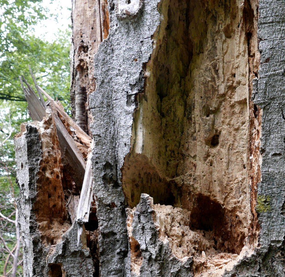 Rotten wood 2018 03