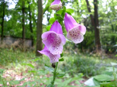 Roter Fingerhut (Digitalis purpurea)