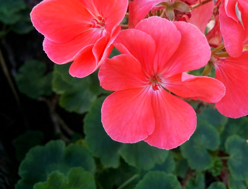 Flora italy summer