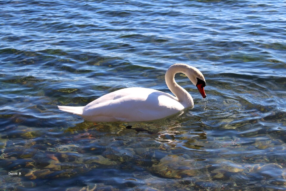 White swan bird the stones