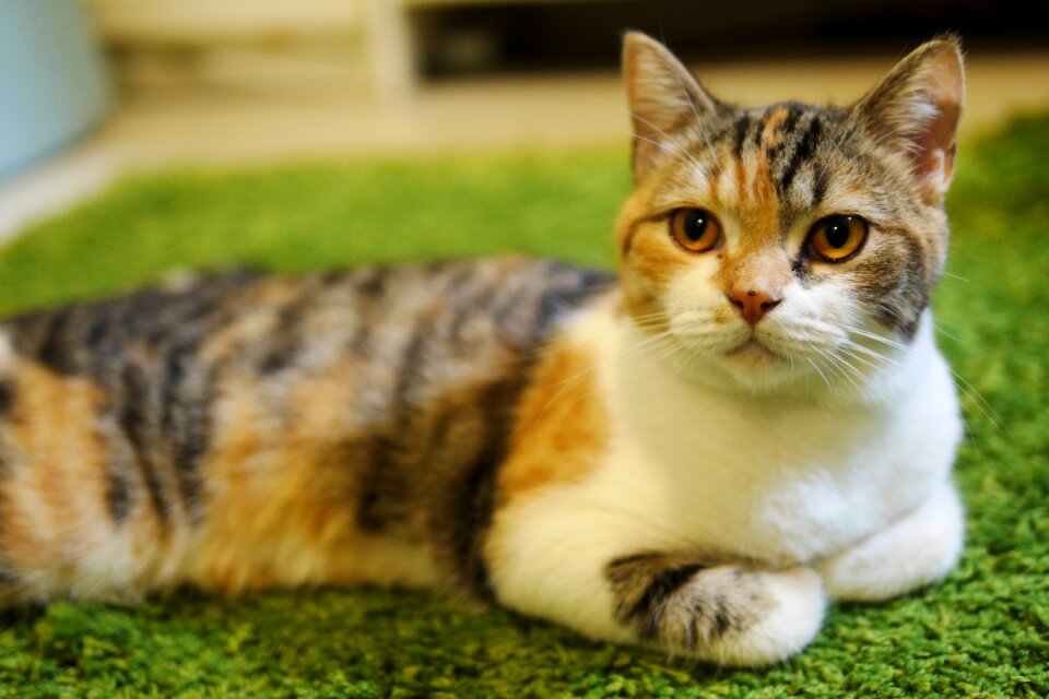 Cat slave caramel calico cat