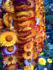 Blossoms blooms yellow