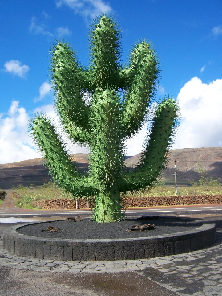 Canary islands cactus garden cactus