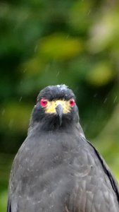 Rostrhamus sociabilis 58683956