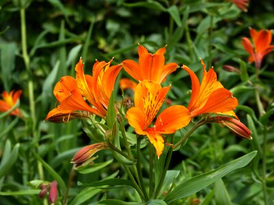 Art garden bloom bright