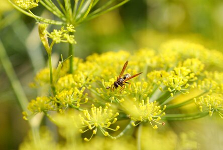 Nature flower yellow photo