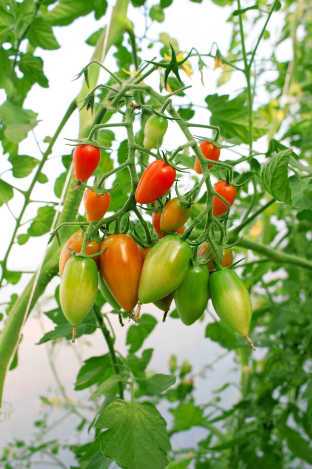 Tomato breeding vegetable growing bush